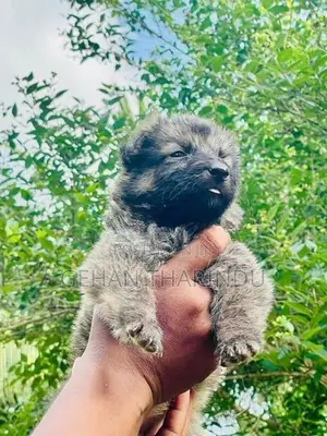 Lion Shepherd Female Puppy