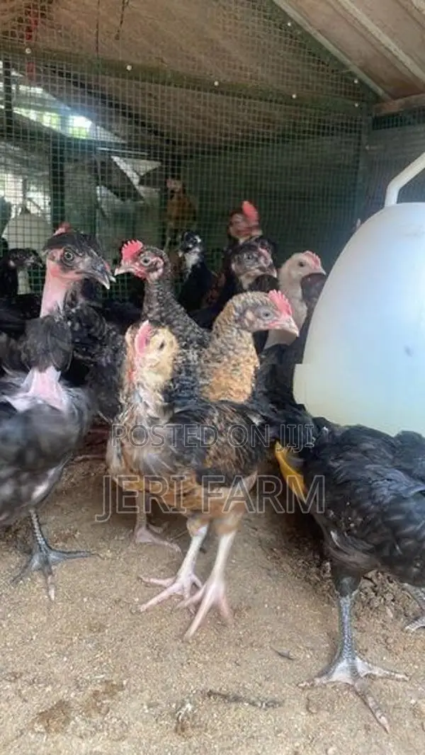 இரண்டு மாத ஊர் கோழிகுஞ்சு