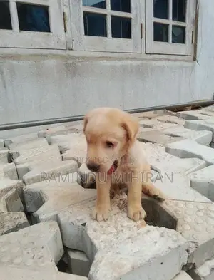 Labrador Puppy