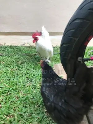 OEG Bentam Breeding Pair
