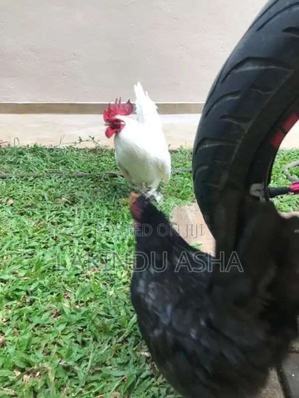 OEG Bentam Breeding Pair