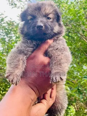 Lion Shepherd Female Puppy