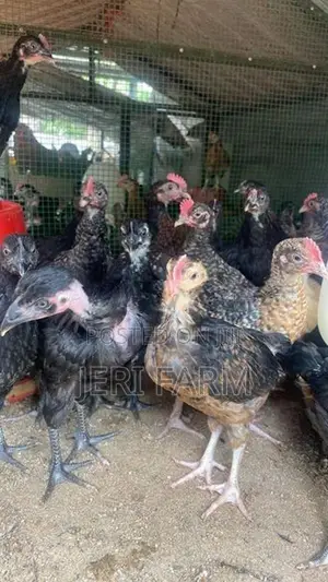 இரண்டு மாத ஊர் கோழிகுஞ்சு