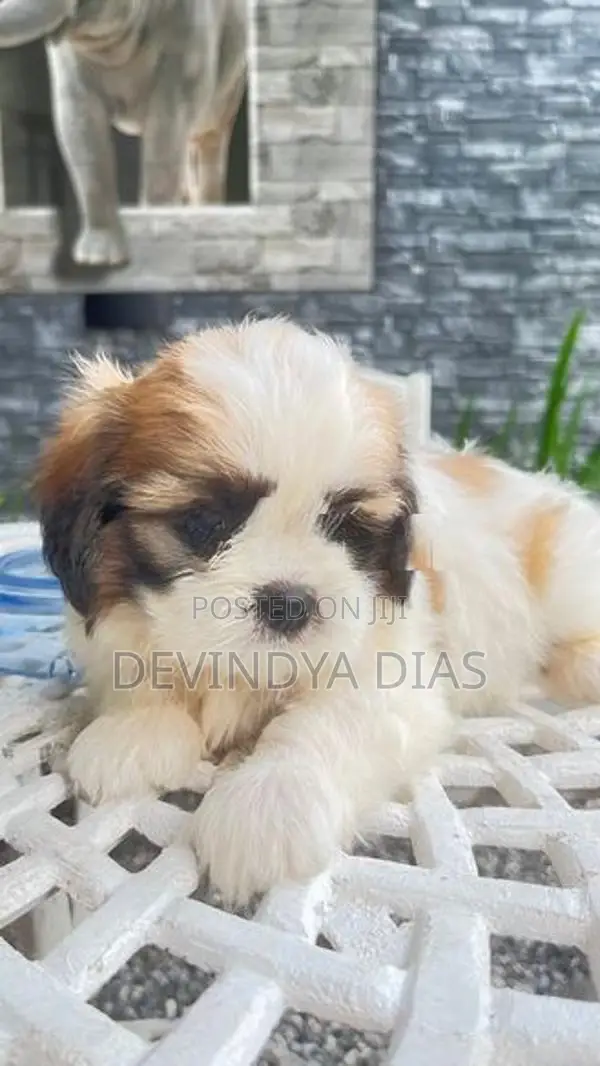 Shi Tzu Puppies