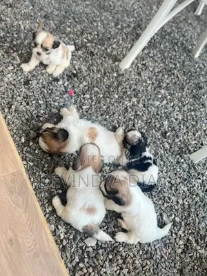 Shi Tzu Puppies