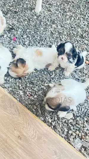 Shi Tzu Puppies
