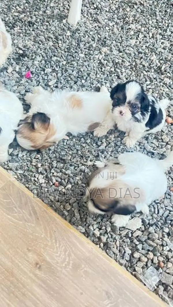 Shi Tzu Puppies