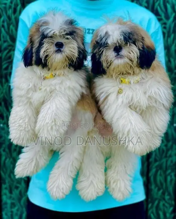 Shih Tzu Puppies