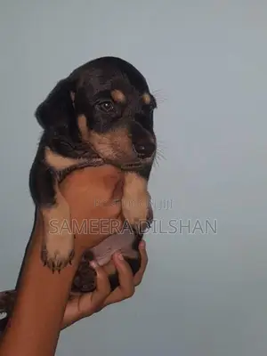 Dachshund Puppies