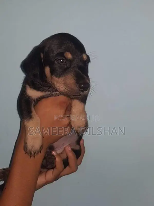 Dachshund Puppies