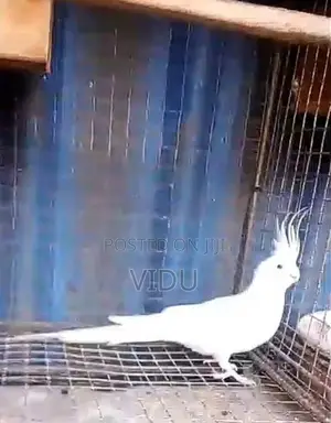 Cockatiel Birds