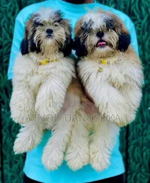 Shih Tzu Puppies