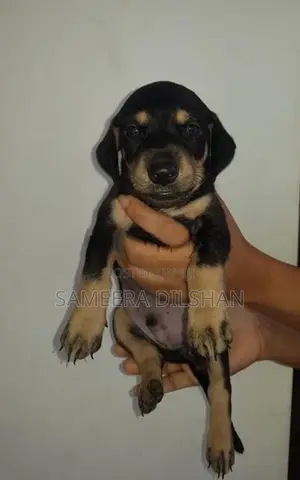 Dachshund Puppies