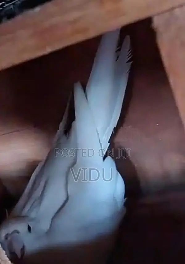 Cockatiel Birds