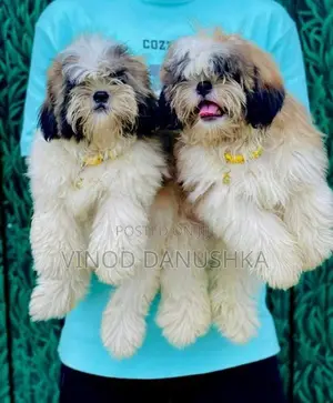 Shih Tzu Puppies