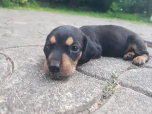 Dachshund Puppies