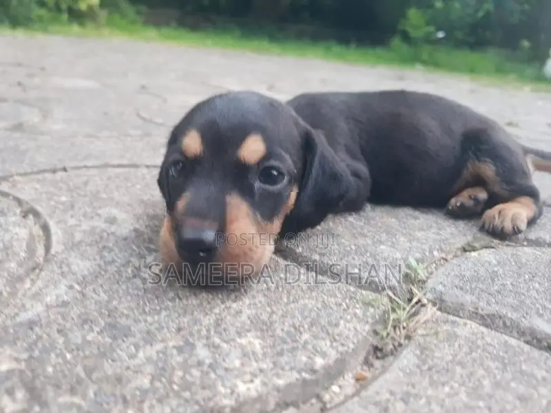 Dachshund Puppies