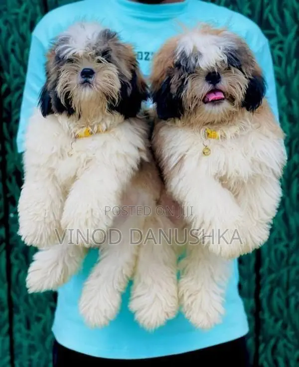 Shih Tzu Puppies