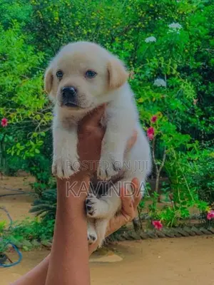 Labrador Puppy