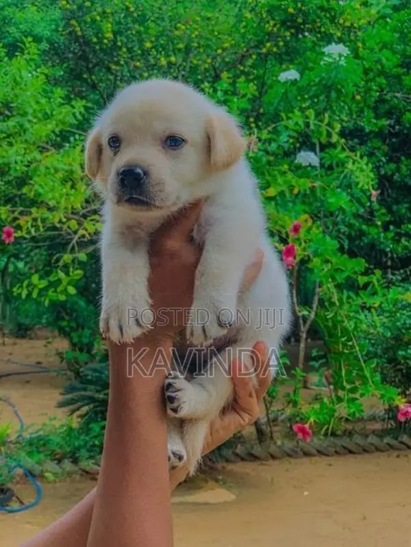Labrador Puppy