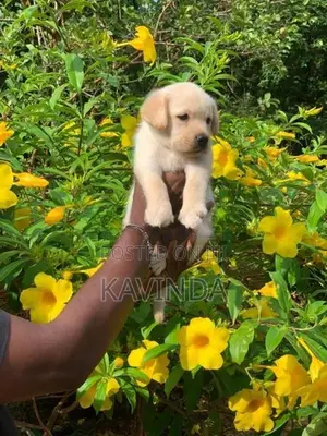 Labrador Puppy