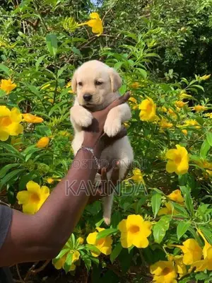 Labrador Puppy