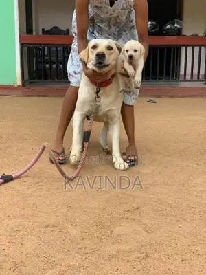 Labrador Puppy