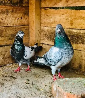 Pigeons