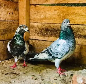 Pigeons