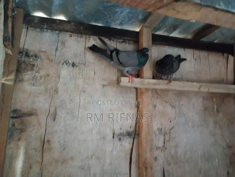 Pigeon