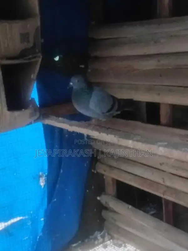 Pigeon