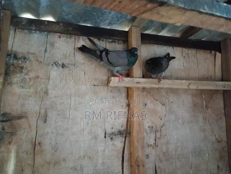 Pigeon