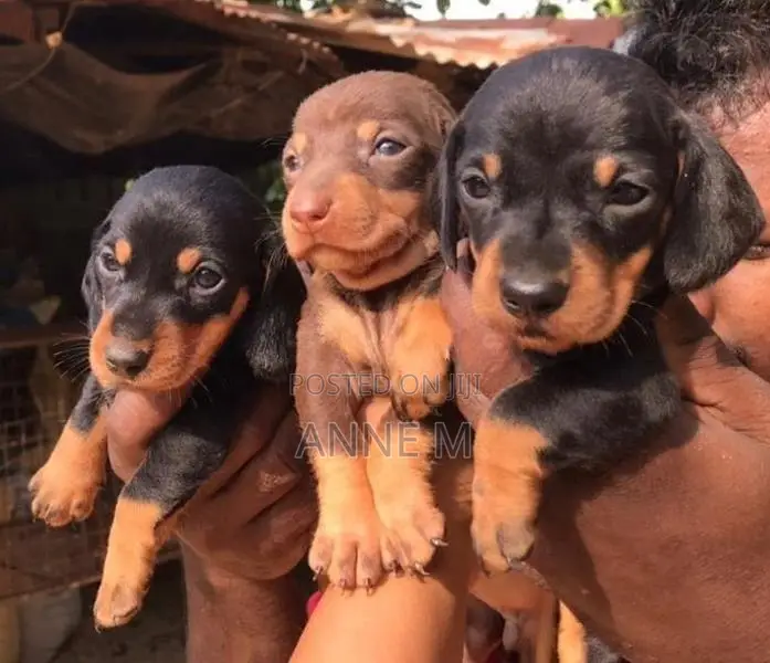 Dachshund Puppies
