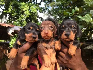 Dachshund Puppies