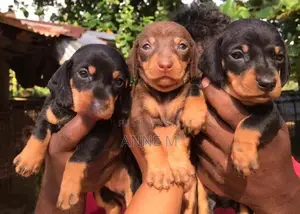 Dachshund Puppies