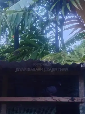 Pigeon