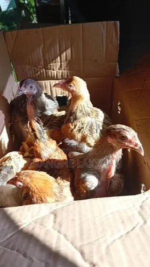 ඩ්‍රාමා කුකුලන්