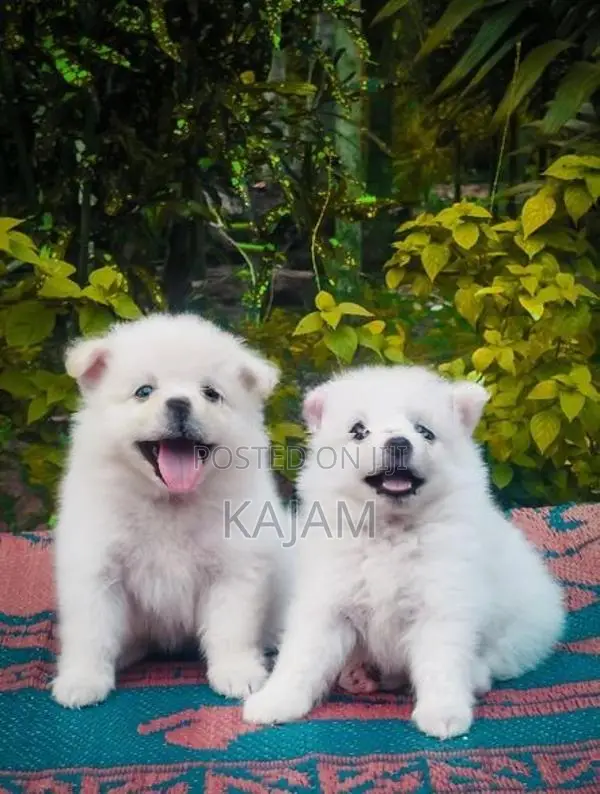 Pomeranian