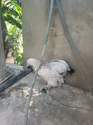 ඩ්‍රාමා කුකුලන්