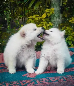 Pomeranian