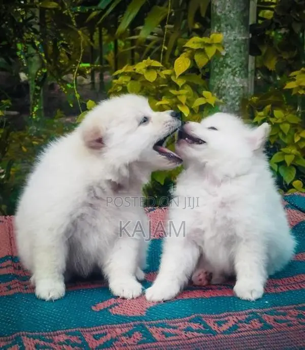 Pomeranian