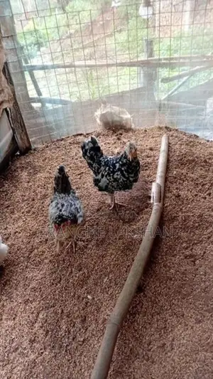 ඩ්‍රාමා කුකුලන්