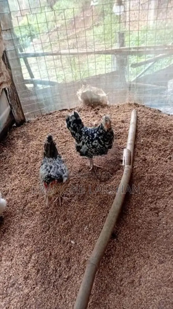 ඩ්‍රාමා කුකුලන්