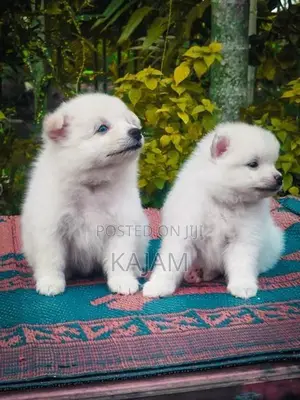 Pomeranian