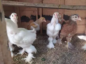 ඩ්‍රාමා කුකුලන්