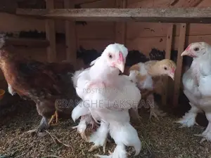 ඩ්‍රාමා කුකුලන්