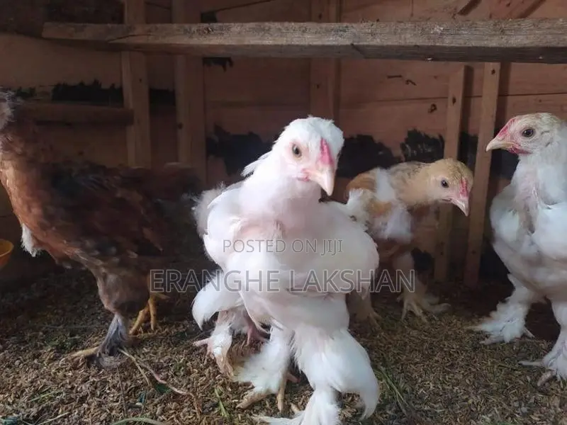 ඩ්‍රාමා කුකුලන්