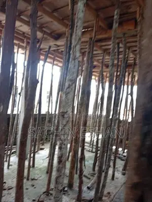 සැටලින්