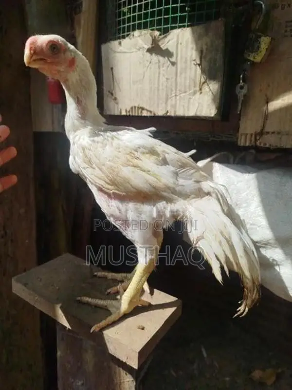 Parrot Beak Rooster