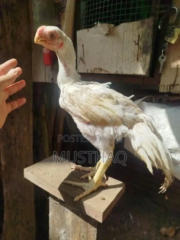 Parrot Beak Rooster